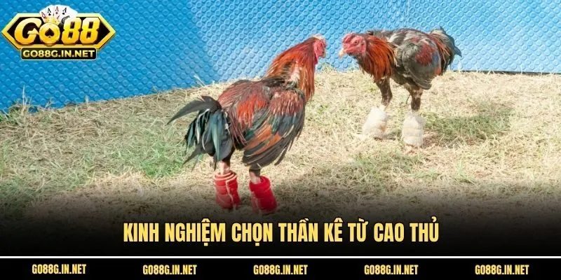 Kinh nghiệm chọn thần kê từ cao thủ