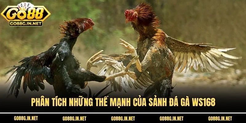 Phân tích những thế mạnh của sảnh đá gà WS168